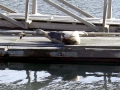 Harp Seal
