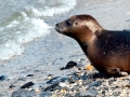 Harp Seal