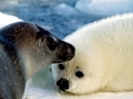 Harp Seal