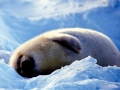 Harp Seal
