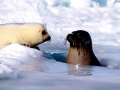 Harp Seal
