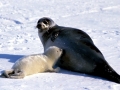 Harp Seal