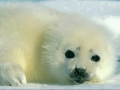 Harp Seal