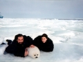 Harp Seal