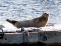 Harp Seal