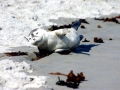 Harp Seal