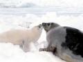 Harp Seal