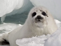 Harp Seal