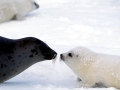 Harp Seal