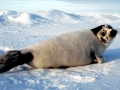 Harp Seal