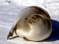 Harp Seal