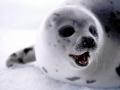 Harp Seal