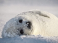 Harp Seal