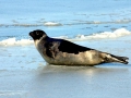 Harp Seal