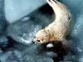 Harp Seal