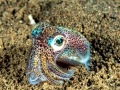 Hawaiian Bobtail Squid