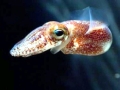 Hawaiian Bobtail Squid