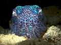 Hawaiian Bobtail Squid