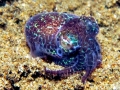 Hawaiian Bobtail Squid
