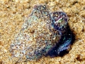 Hawaiian Bobtail Squid