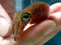 Hawaiian Bobtail Squid