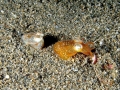 Hawaiian Bobtail Squid