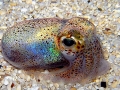 Hawaiian Bobtail Squid