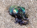 Hawaiian Bobtail Squid