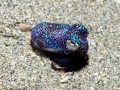 Hawaiian Bobtail Squid