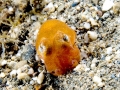Hawaiian Bobtail Squid