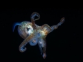 Hawaiian Bobtail Squid
