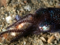 Hawaiian Bobtail Squid
