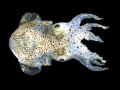Hawaiian Bobtail Squid