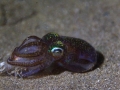 Hawaiian Bobtail Squid
