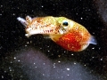 Hawaiian Bobtail Squid