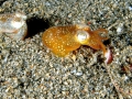 Hawaiian Bobtail Squid
