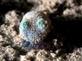 Hawaiian Bobtail Squid