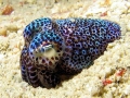 Hawaiian Bobtail Squid