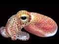 Hawaiian Bobtail Squid