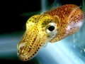 Hawaiian Bobtail Squid