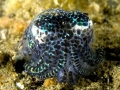 Hawaiian Bobtail Squid