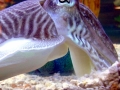 Hawaiian Bobtail Squid