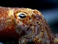 Hawaiian Bobtail Squid