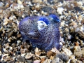 Hawaiian Bobtail Squid