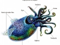 Hawaiian Bobtail Squid