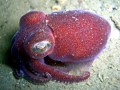 Hawaiian Bobtail Squid