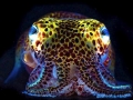 Hawaiian Bobtail Squid
