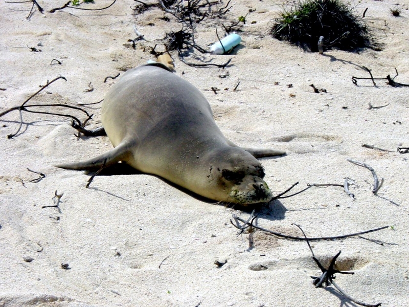 Hawaiian Monk Seal
