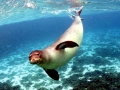 Hawaiian Monk Seal
