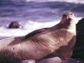 Hawaiian Monk Seal